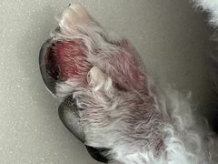 -PETKIT小佩宠物·低压洗护(国顺东路店)