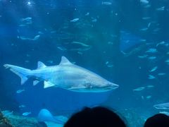 -海合安成都极地海洋公园