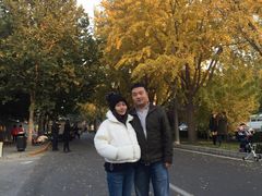 -三里屯东五街银杏大道