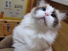 -滚猫咖啡·猫咖·猫友好撸猫(未来城店)