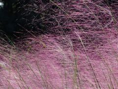 -昆山城市生态森林公园