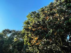 -中国科学院西双版纳热带植物园