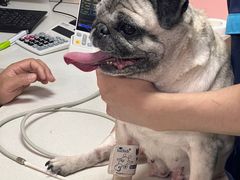 -乐琪宠物医院·犬猫专科·骨外科·急重症