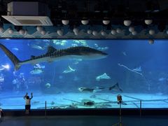 -烟台海昌鲸鲨海洋公园
