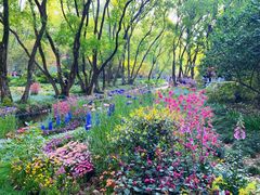 -上海共青森林公园