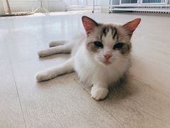 -喵百万·布偶·蓝金金渐层英短·猫舍(百子湾店)