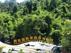 -西双版纳原始森林公园