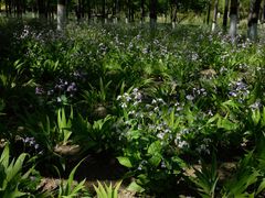 -大兴滨河森林公园