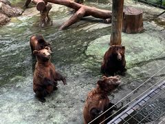 -深圳野生动物园