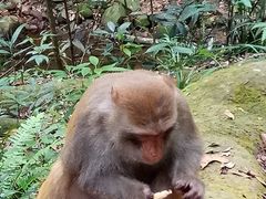 -旗山国家森林公园