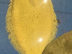 -山东八大碗山东老字号