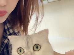 -飞行喵MR PILOT|猫舍·猫咖(静安大融城店)