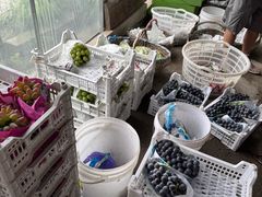 -马陆小张葡萄园农家乐