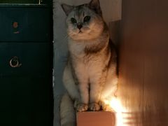 -猫儿山۰猫主题餐厅