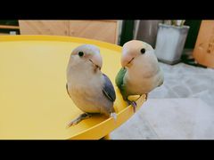 -明明手养鹦鹉(堤角花鸟宠物大世界店)