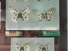 -上海昆虫博物馆