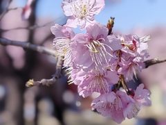 -上海辰山植物园