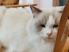 -猫咪派对(江南西店)