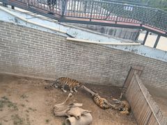 -西霞口神雕山野生动物世界