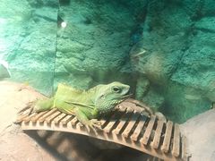-上海大自然野生昆虫馆(东方明珠·爬宠昆虫探索中心)