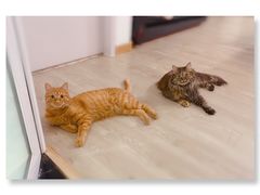 -北京恒爱动物医院(清景园分院)