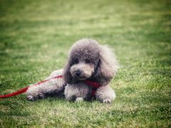 -PETKIT小佩宠物·低压洗护(国顺东路店)