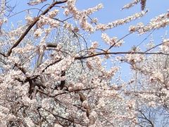 -桃花堤公园
