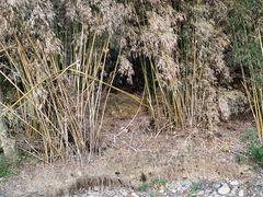 -九曲溪竹筏码头