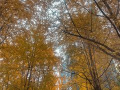 -重庆市江北嘴中央商务区中央公园