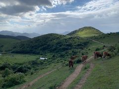 -大姆山草场