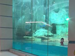 -帝企鹅自助餐厅•儿童岛•真企鹅(长隆企鹅酒店)