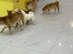 -柴源莊·柴小宠柴犬咖啡
