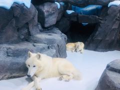 -海合安青岛极地海洋公园