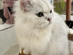 -共舞时光猫咖·狗咖(新街口店)