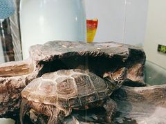 -粉墨私人影院•无人自助(维多利亚店)