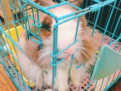 -志龙皇冠吃货椰子铺