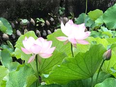 -四川大学(华西校区)