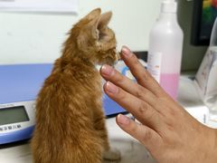 -格蕾宠物医院24H·猫科·肿瘤科·骨科中心(福州总院)