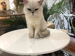 -共舞时光猫咖·狗咖(新街口店)