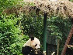 -五龙山野生动物王国