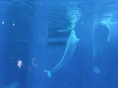 -海合安成都极地海洋公园