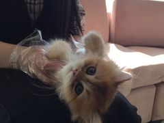 -喵百万·布偶·蓝金金渐层英短·猫舍(百子湾店)
