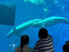 -芜湖新华联大白鲸海洋公园