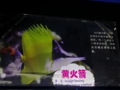 -烟台海昌鲸鲨海洋公园