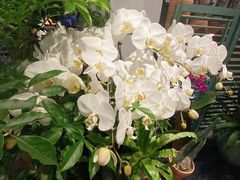 -循礼门鲜花花市(武汉循礼门店)