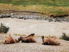 -新疆天山野生动物园