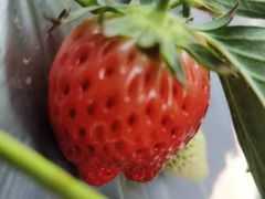 -大自然农场蔬菜草莓采摘园