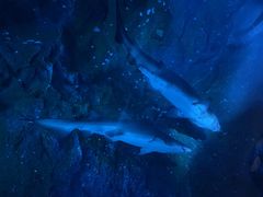 -迪拜水族馆及水下动物园
