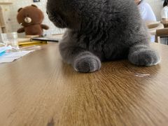 -平行世界·猫咖(首经贸店)