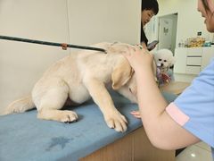 -美联众合动物医院·24h京西诊疗中心